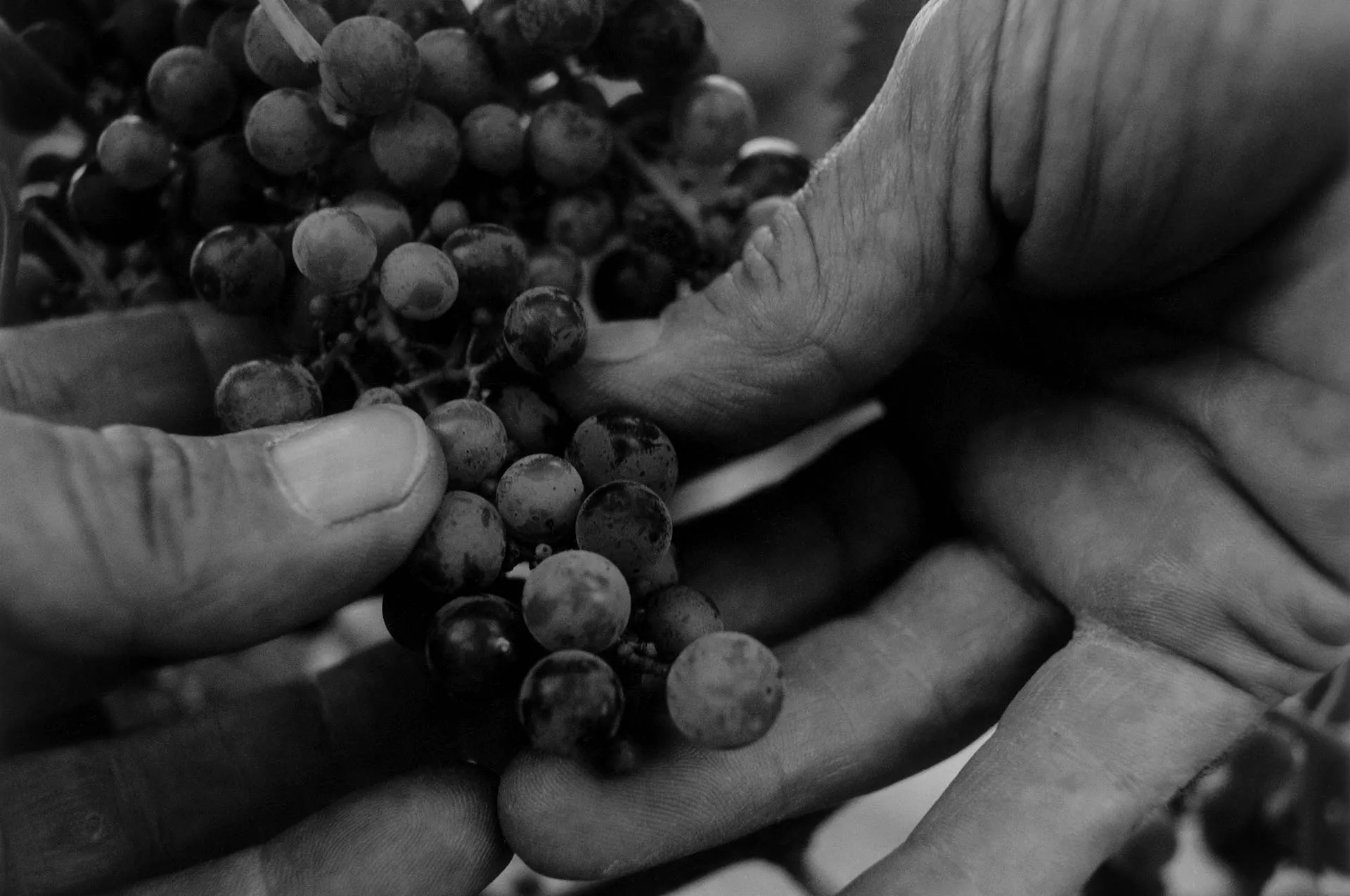 Bandeau Château Fonroque