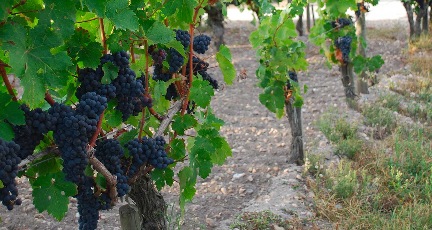 Photo de CHATEAU HAUT-PLANTADE