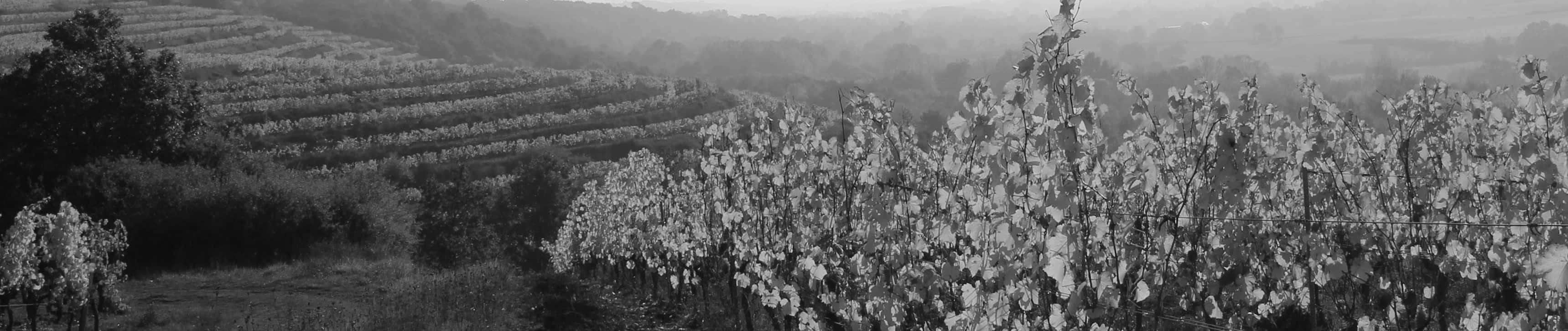 Photo de Château la Tomaze