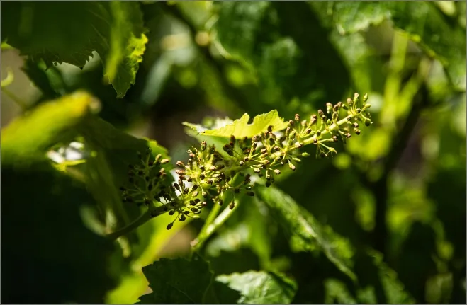 Château La Valetanne