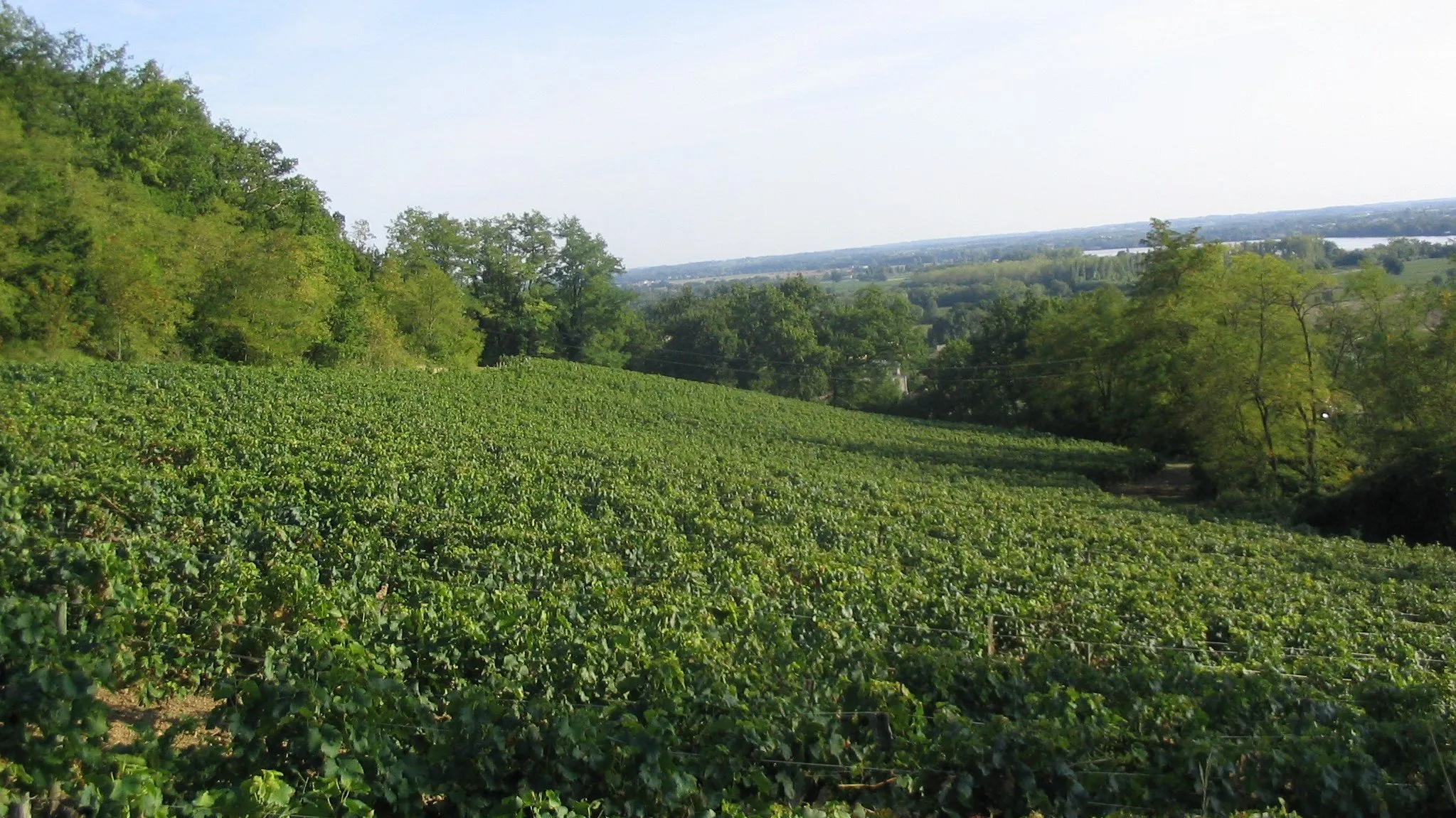 Bandeau Château Laroche Pipeau