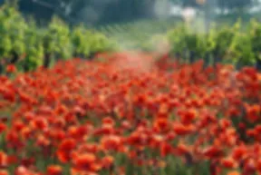 Photo de Chateau Latuc