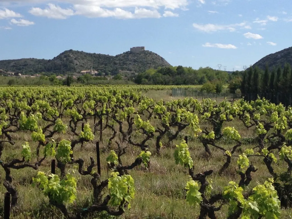 Photo de Château Le Devoy Martine