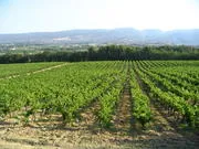 Bandeau Chateau Le PUY SAURETTE Marie-Adine POLLET