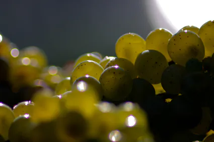 CHÂTEAU LÉHOUL BORDEAUX