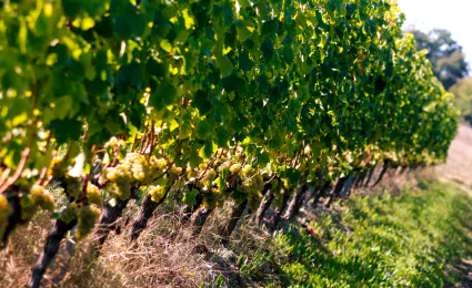 Photo de CHÂTEAU LÉHOUL BORDEAUX