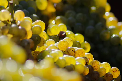 Photo de CHÂTEAU LEHOUL