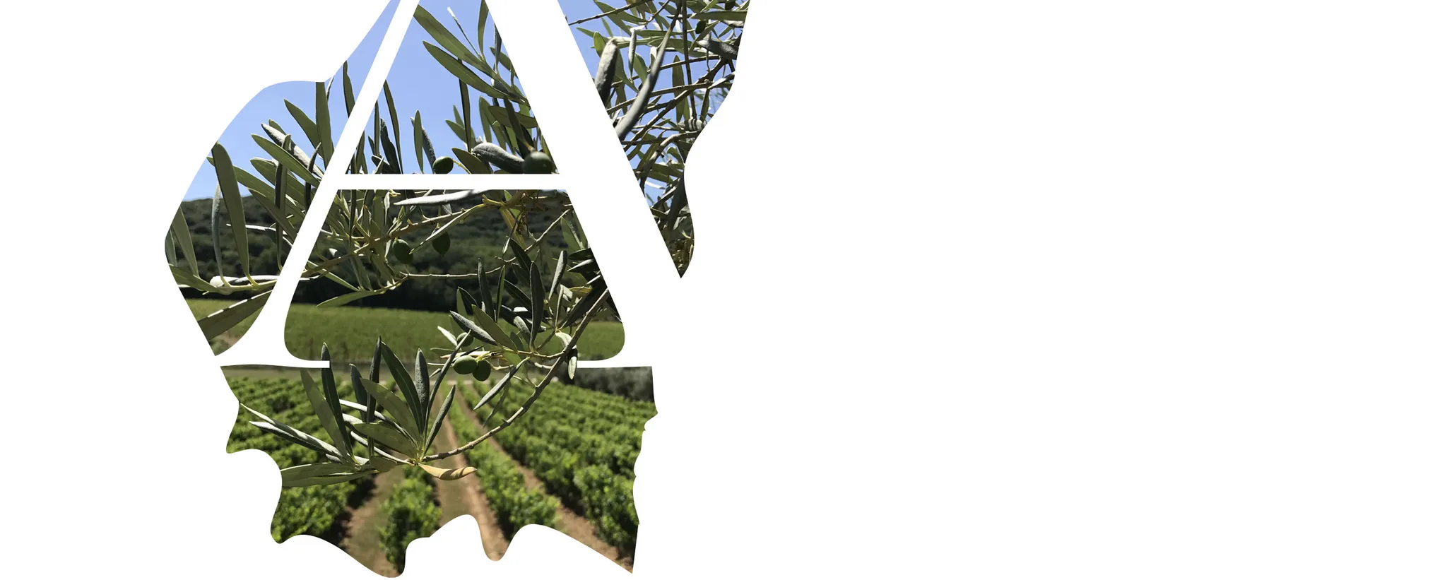 Bandeau CHATEAU LES AMOUREUSES