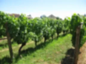 Logo Château Les Ifs