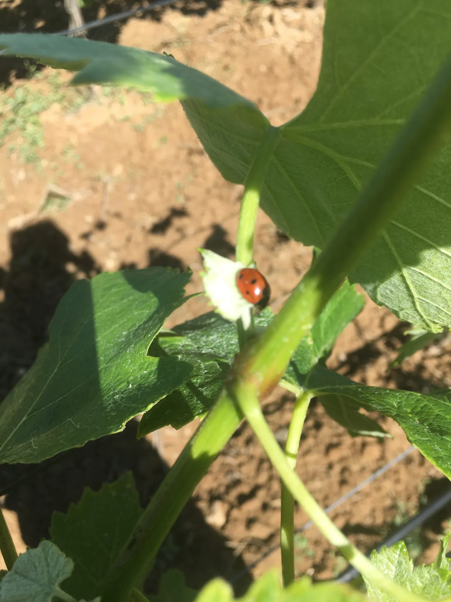 CHATEAU MASSIAC LANGUEDOC-ROUSSILLON