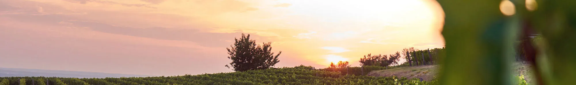 Bandeau CHÂTEAU NODOZ