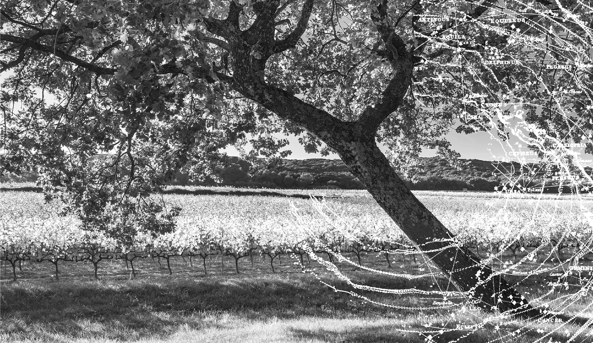 CHATEAU ROCHECOLOMBE