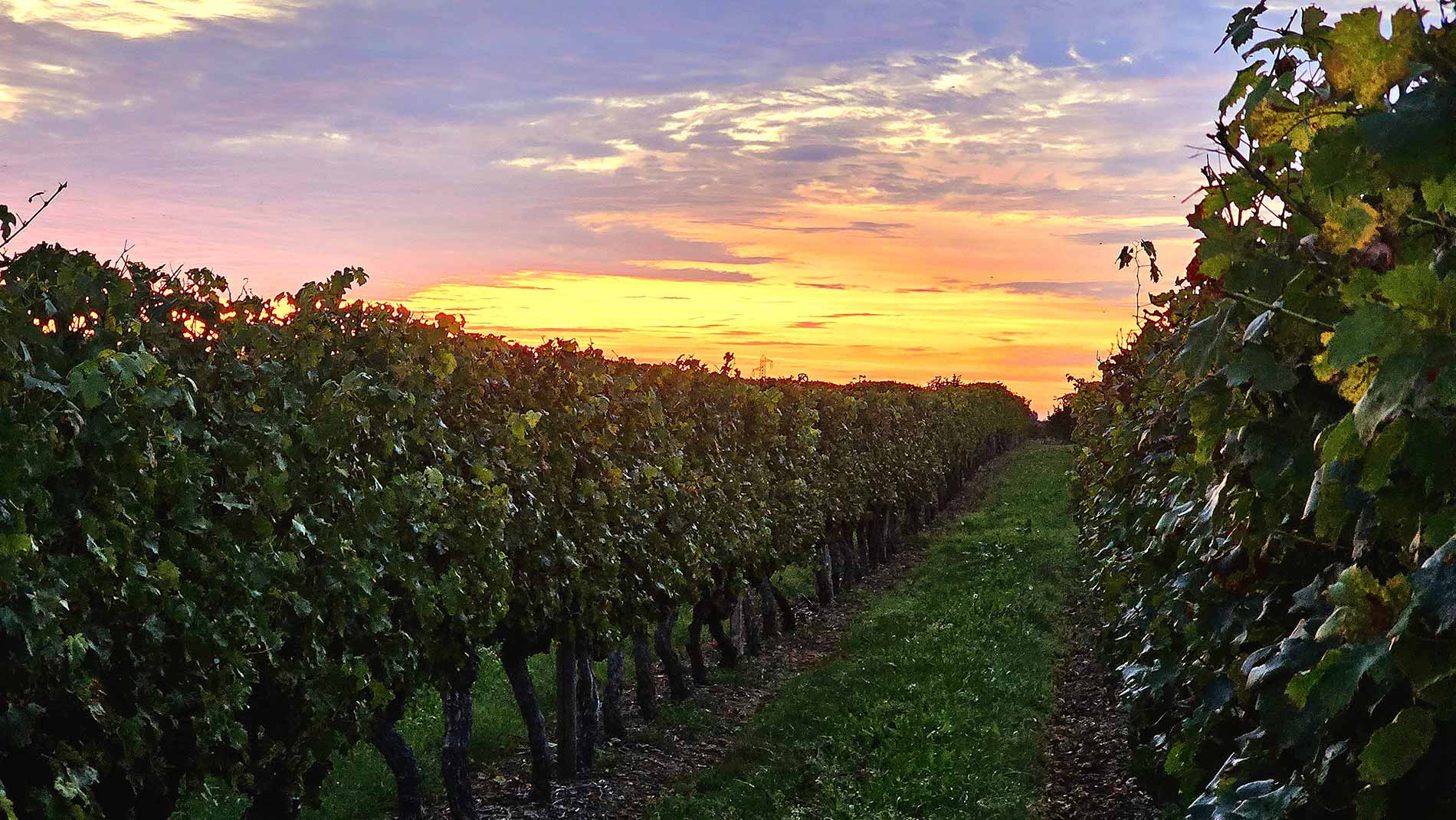 Bandeau Château Sainte Anne
