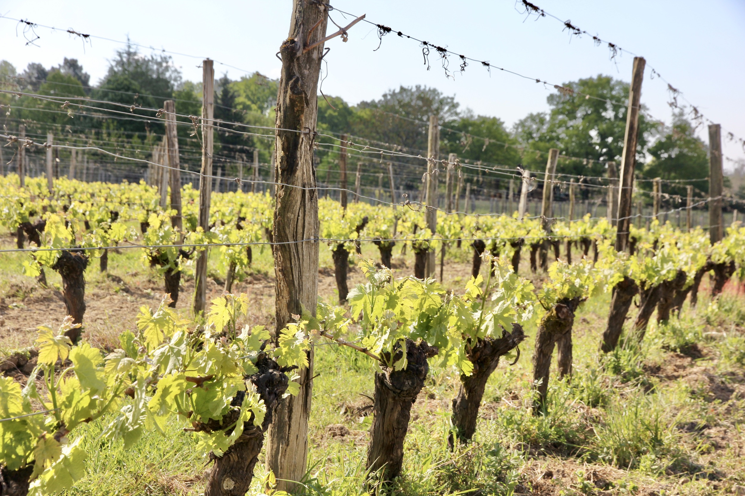 Photo de CHÂTEAU TERRE VIEILLE PECHARMANT