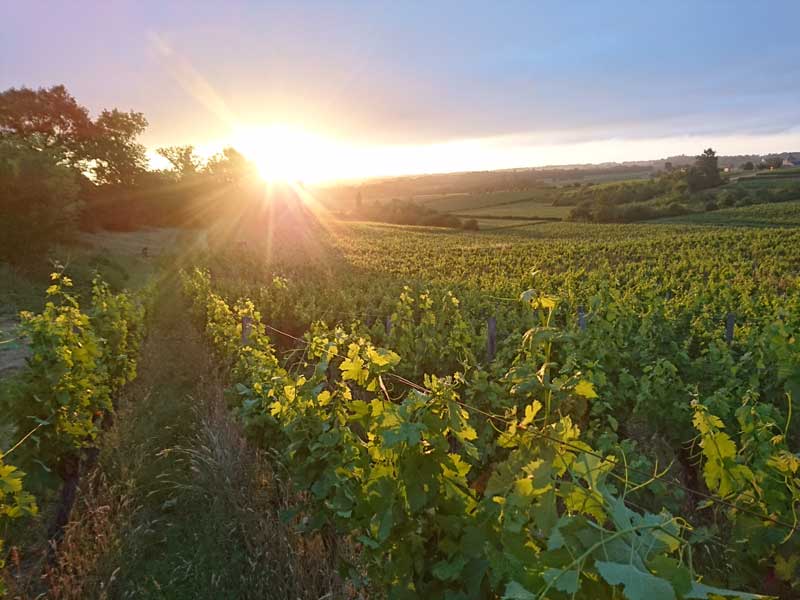 Photo de CHÂTEAU TOUR GRAND FAURIE
