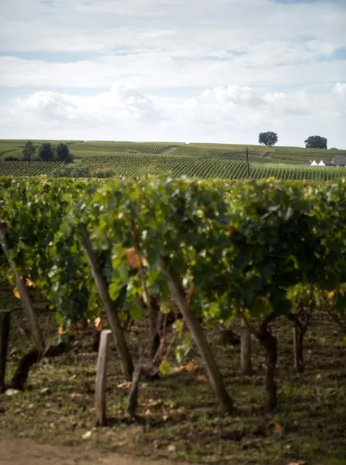 Photo de Château TrotteVieille