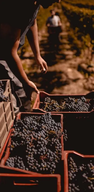 Bandeau Clos d'Audhuy