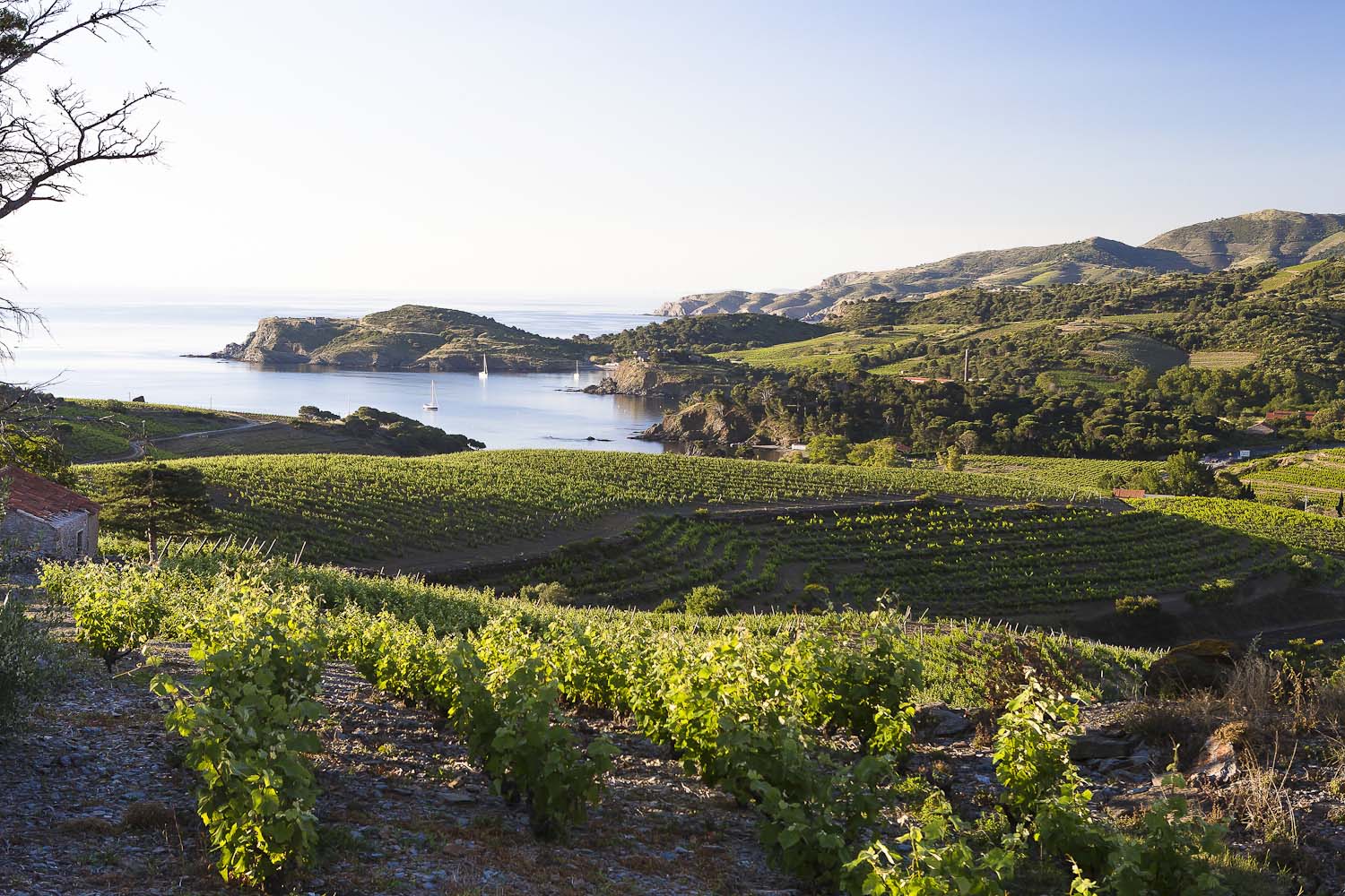 Bandeau Clos de Paulilles