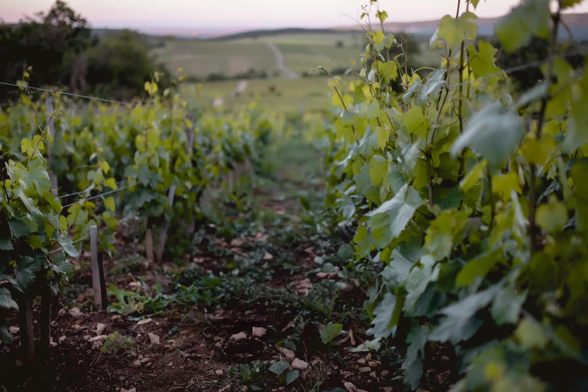 Clos des Vignes du Maynes