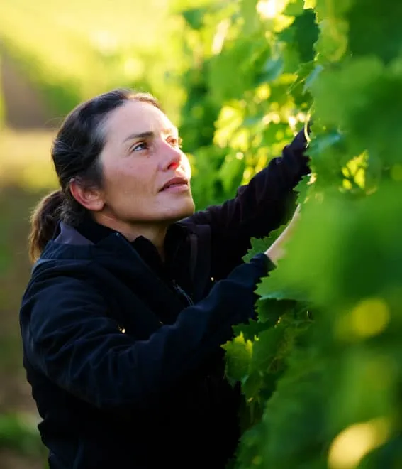 Cognac Arrangé, JP Spiritueux