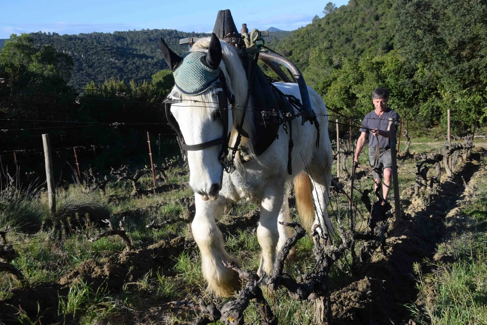 Photo de DOM & TERRE Dominique Terrien
