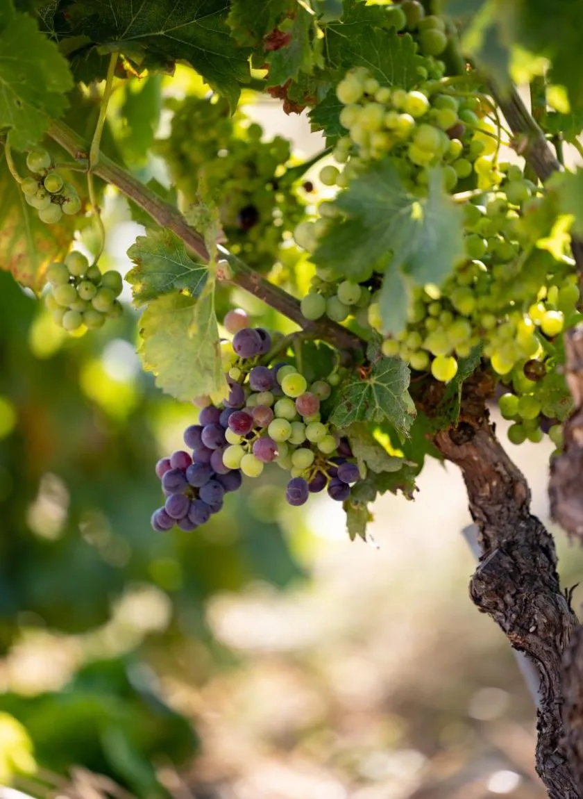 Domaine A. Berthet-Rayne