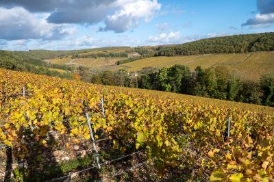 Photo de Domaine Agnès & Didier DAUVISSAT