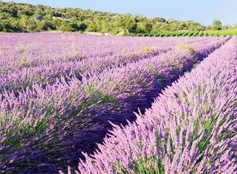 Domaine Alain Dumarcher