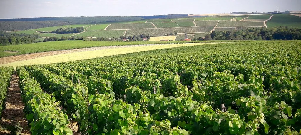 Photo de Domaine Alain Geoffroy