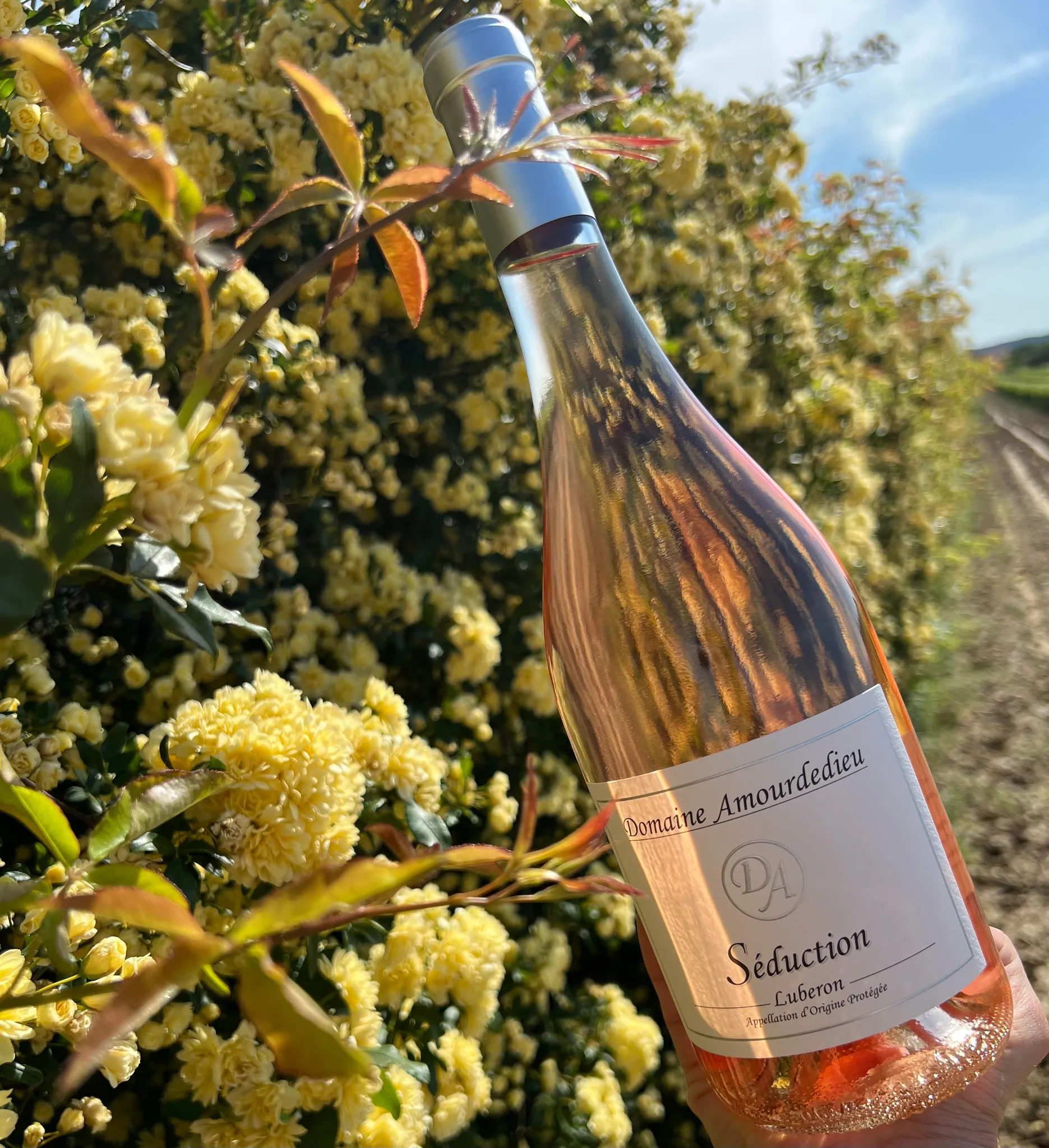 Bandeau Domaine Amourdedieu