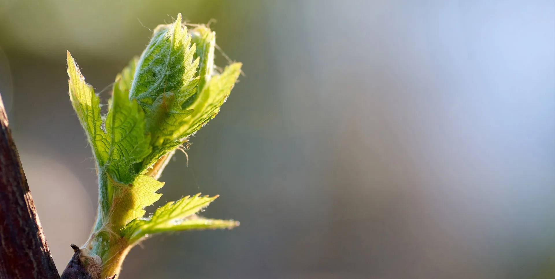 Bandeau Domaine Arias Guillaume Thiriet
