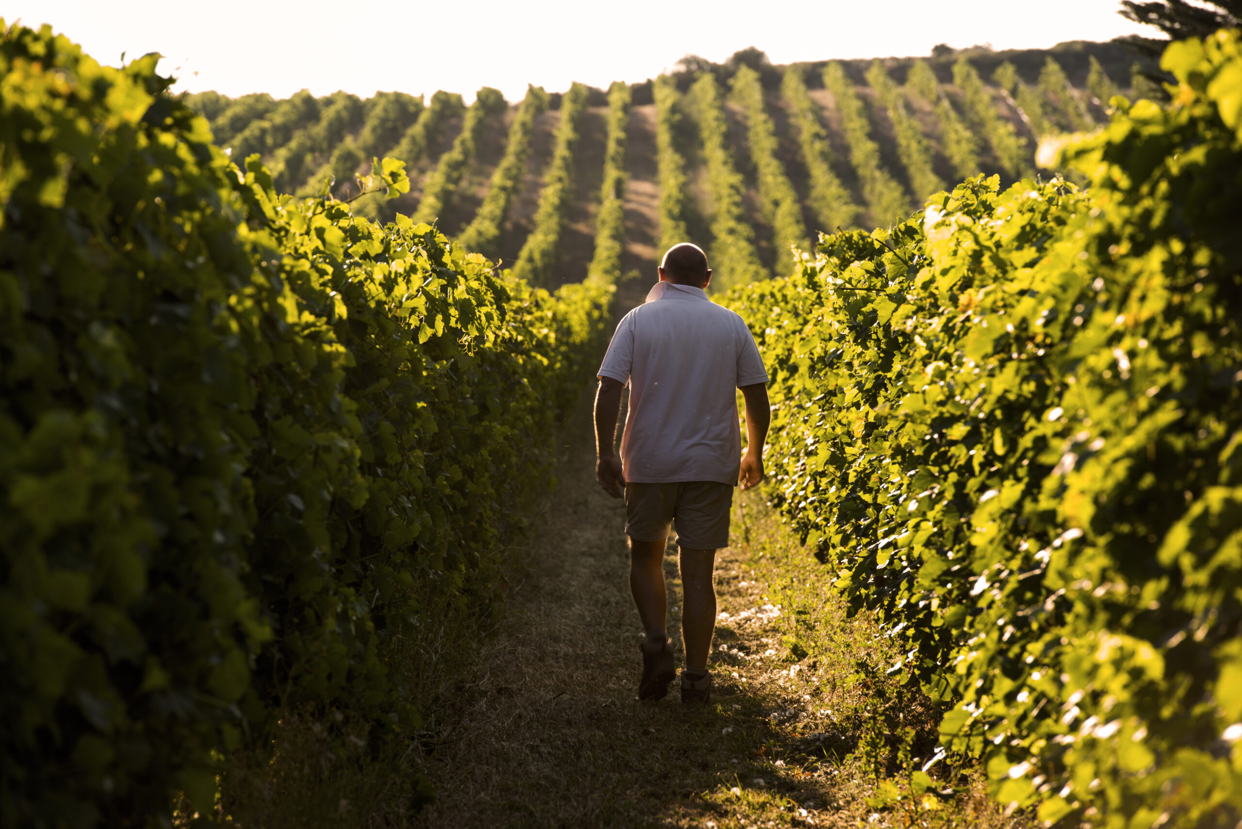 Domaine Auguste Clape