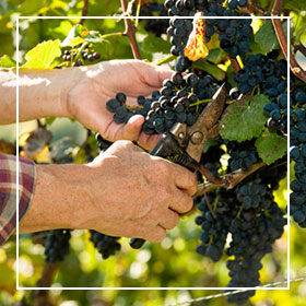 Domaine Baptiste GUYOT