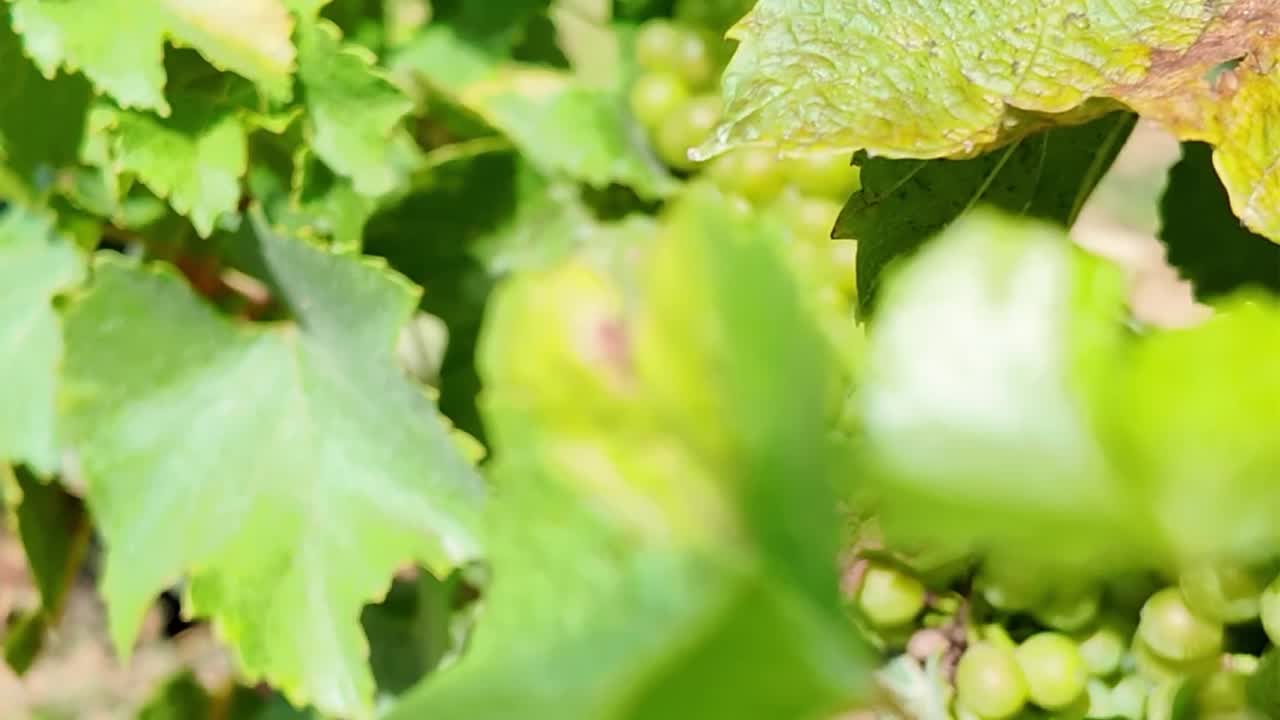 Domaine Benoît Ente