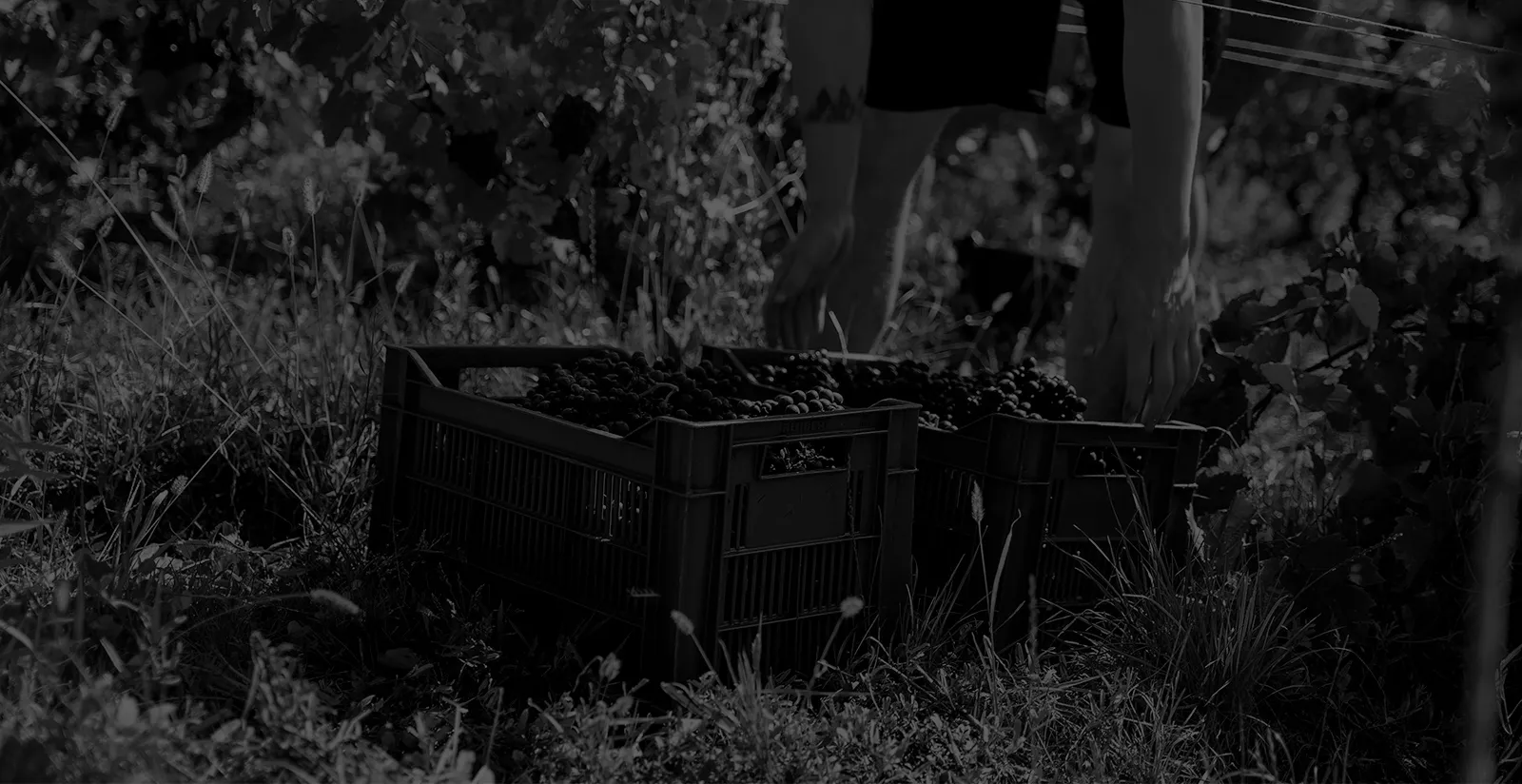 Bandeau Domaine Bonnet-Cotton Pierre Cotton et Marine BONNET