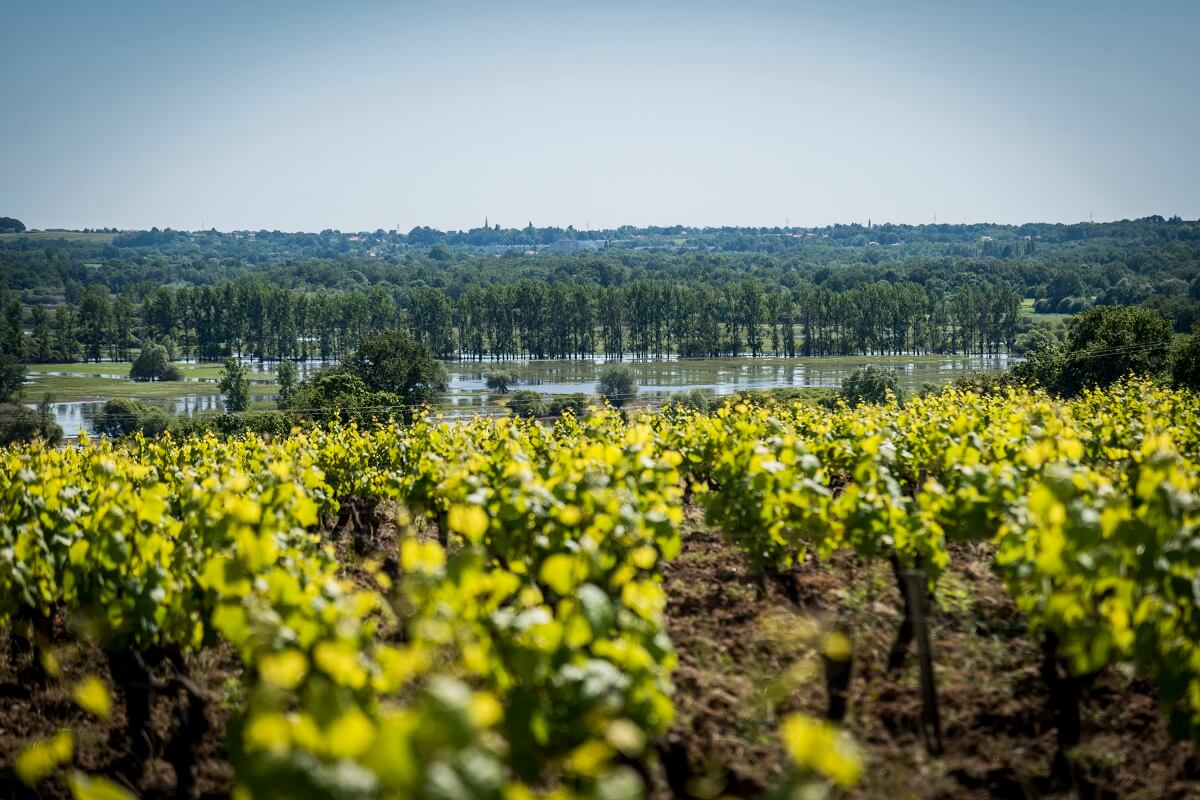 Photo de Domaine Bonnet-Huteau
