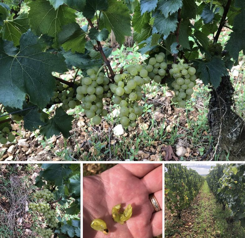 Domaine Buisson Charles