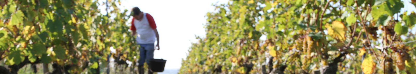 DOMAINE CADY VALLÉE DE LA LOIRE