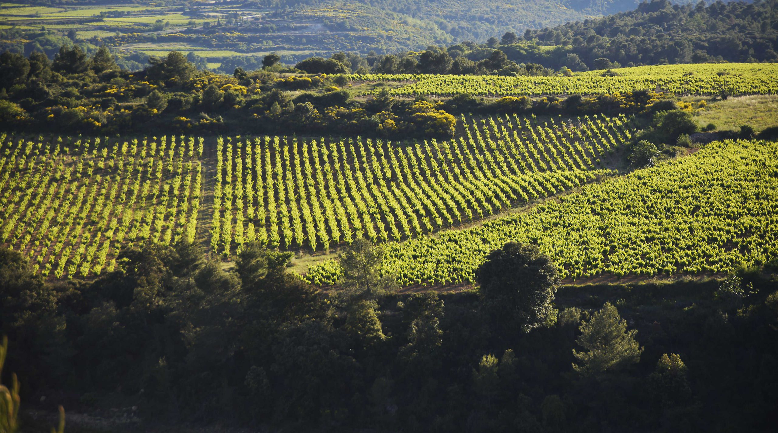 Domaine Calhol Gautran