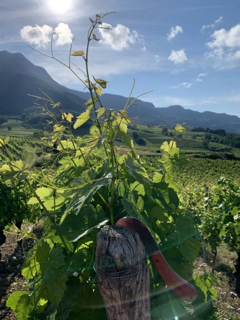 Domaine CARREL François & Fils