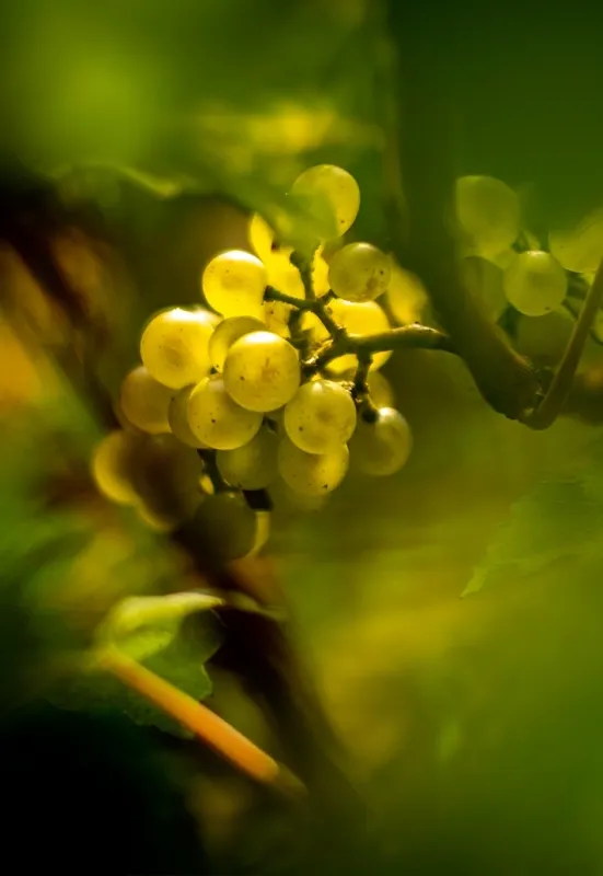 Photo de Domaine Chandon de Briailles