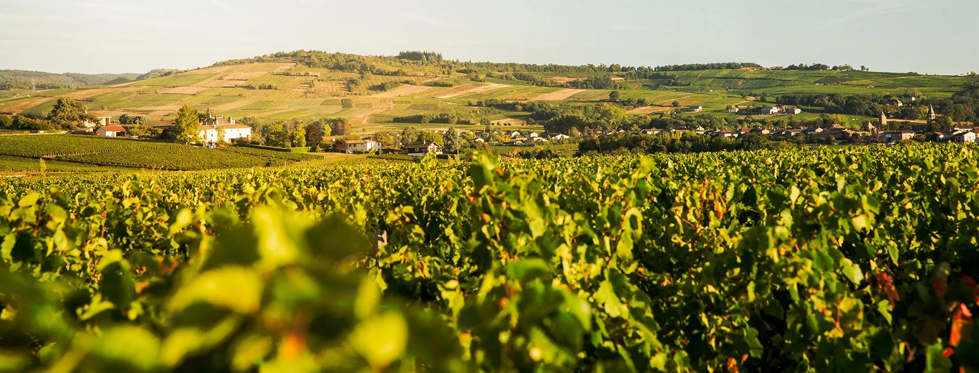 Domaine Chardigny Les frères CHARDIGNY