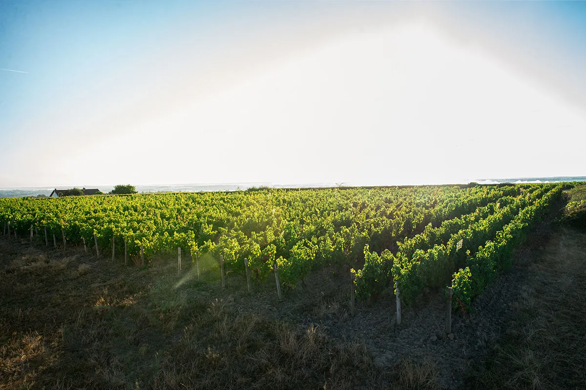 Photo de Domaine Chardigny Les frères CHARDIGNY