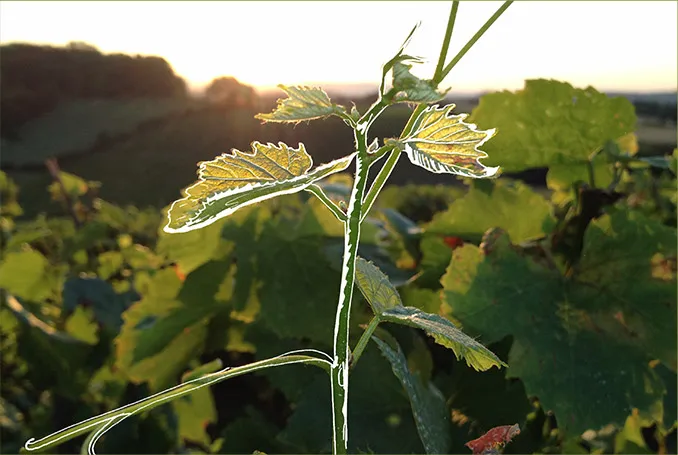 Domaine Chasselay Claire et Fabien CHASSELAY
