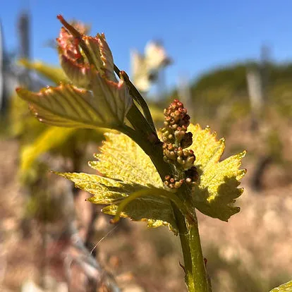 Domaine Christine Elodie et Patrick CHALMEAU