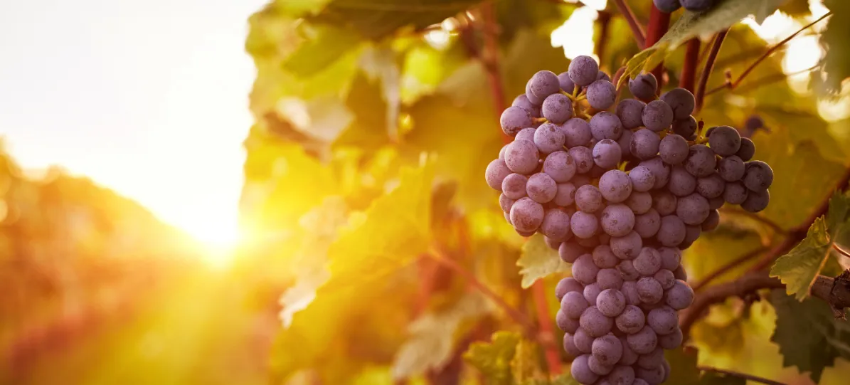 Domaine Christophe et Daniel Rampon