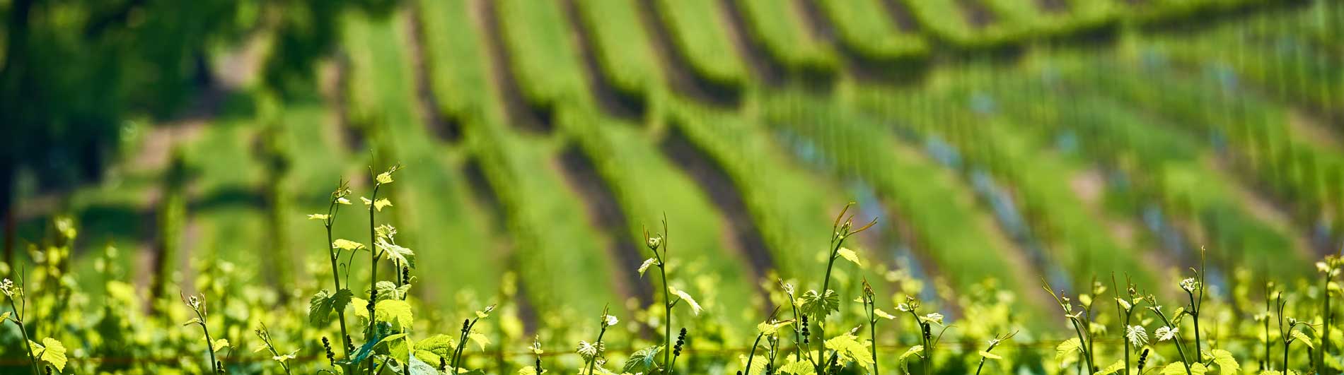 Bandeau Domaine Christophe Se