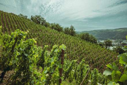 Photo de Domaine Christophe Sémaska