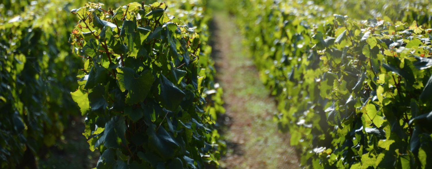 Bandeau Domaine Clos des Papes