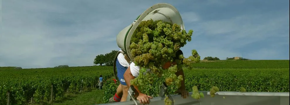 Domaine Cornin Romain CORNIN